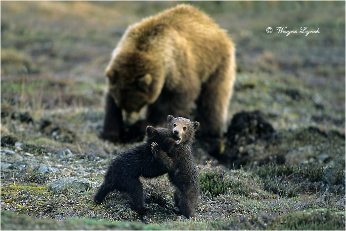 Grizzly Bear Cubs and Mother by Dr. Wayne Lynch &copy;